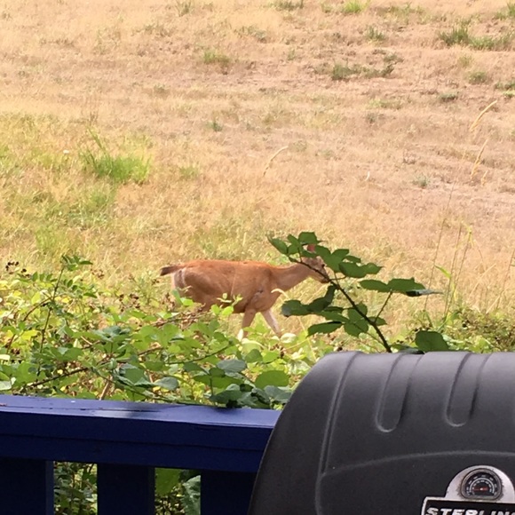 Meet your Posher, Carolyn - Picture 1 of 1